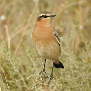 Northern Wheatear