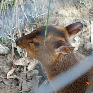 Formosan Reeve's Muntjac (Muntiacus reevesi micrurus)