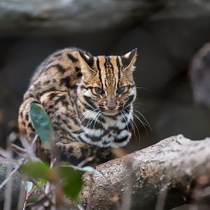 Leopard cat