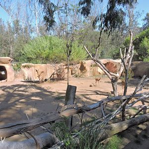 Gerenuk exhibit [2015]