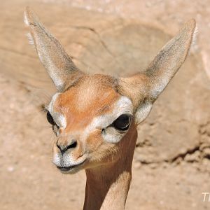 Gerenuk [2015]
