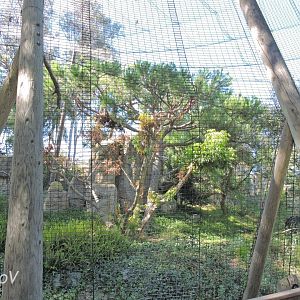 Steller's sea eagle aviary [2015]