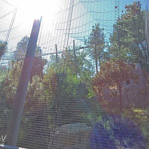 Andean condor aviary [2015]