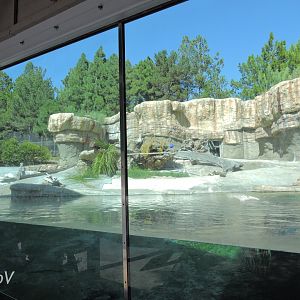 Polar bear exhibit - Northern Frontier [2015]