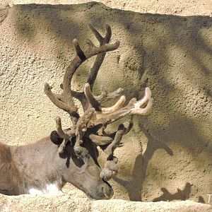 Siberian tundra reindeer - Northern Frontier [2015]