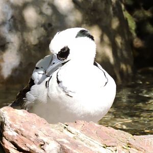 Smew - Northern Frontier [2015]