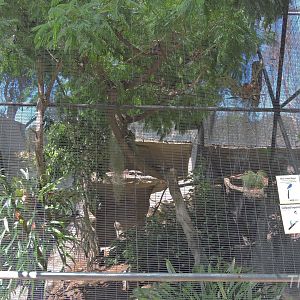 Polynesian scrubfowl aviary [2015]