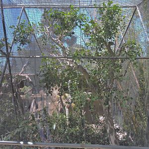 White-naped pheasant-pigeon aviary [2015]