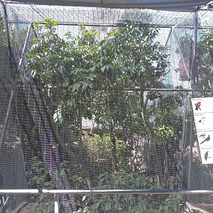 Chinese hwamei aviary [2015]