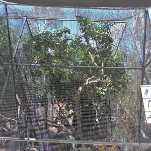 Blue-crowned laughingtrush aviary [2015]