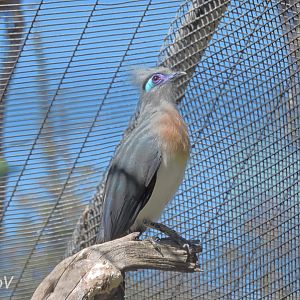 Crested coua [2015]