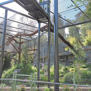 Amur leopard exhibit - Panda Canyon [2015]