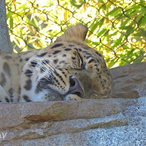 Amur leopard - Panda Canyon [2015]