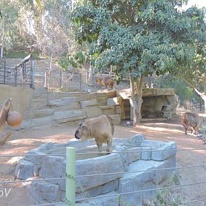 Takin exhibit - Panda Canyon [2015]