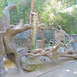 Giant panda exhibit - Panda Canyon [2015]