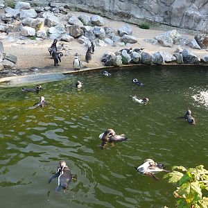 Swimming Humboldt penguins (Spheniscus humboldti), 2020-09-16