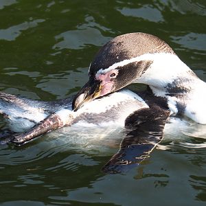 Humboldt penguin swimming and preening (Spheniscus humboldti), 2020-09-16