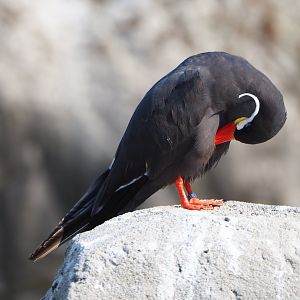 Preening Inca tern (Larosterna inca), 2020-09-16
