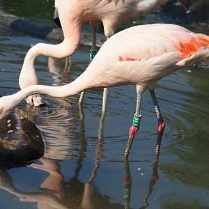 Chilean flamingo (Phoenicopterus chilensis), 2020-09-16