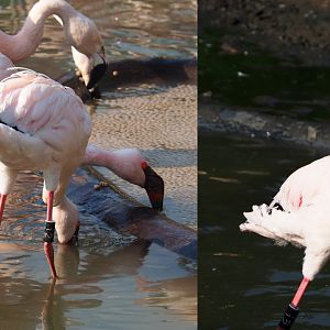 Lesser flamingos (Phoeniconaias minor), 2020-09-16
