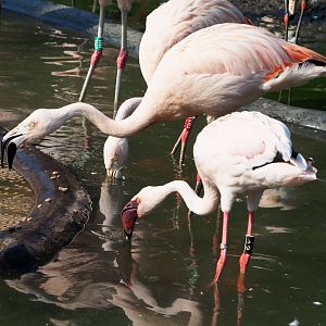 Chilean flamingo (Phoenicopterus chilensis) and Lesser flamingo (Phoeniconaias minor), 2020-09-16