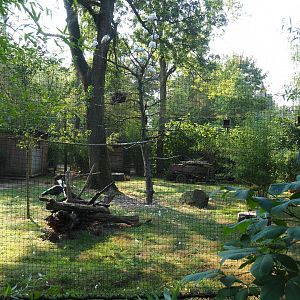Green peafowl, Black-headed ibis and Blue eared pheasant aviary, 2020-09-16
