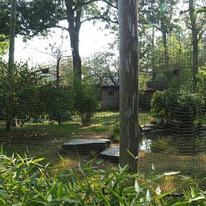Green peafowl, Black-headed ibis and Blue eared pheasant aviary, 2020-09-16