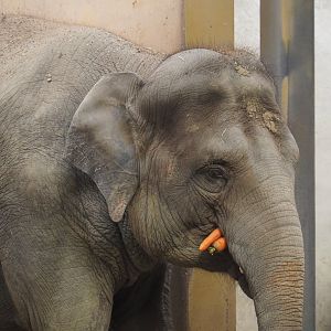 Asian elephant (Elephas maximus), 2020-09-16