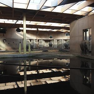 Asian elephant indoor pool and indoor paddock, 2020-09-16