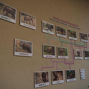 Family tree of Asian elephants at Planckendael, 2020-09-16
