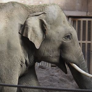 Asian elephant bull Kanvar (Elephas maximus), 2020-09-16