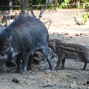 Negros Visayan warty pig with piglet (Sus cebifrons negrinus), 2020-09-16
