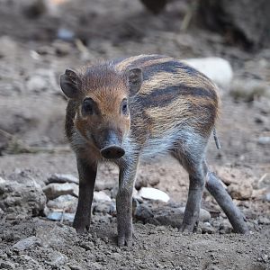 Negros Visayan warty pig piglet Vladimir (Sus cebifrons negrinus), 2020-09-16