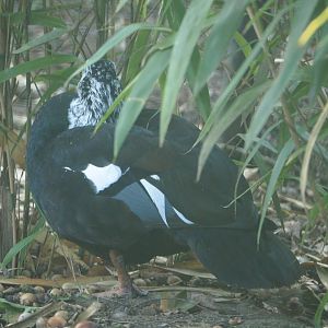 White-winged wood duck 	(Asarcornis scutulata), 2020-09-16