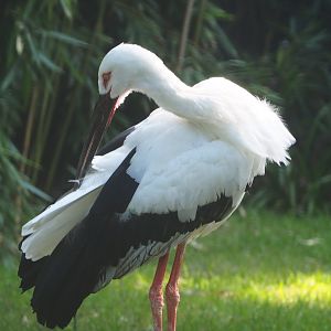 Oriental white stork (Ciconia boyciana), 2020-09-16