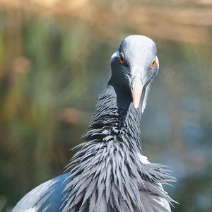 Demoiselle crane (Anthropoides virgo), 2020-09-16