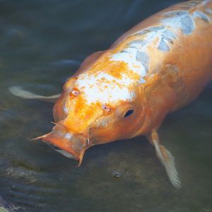 Koi (Cyprinus rubrofuscus), 2020-09-16