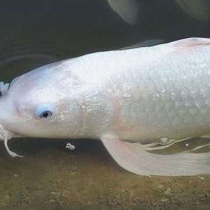 Koi (Cyprinus rubrofuscus), 2020-09-16