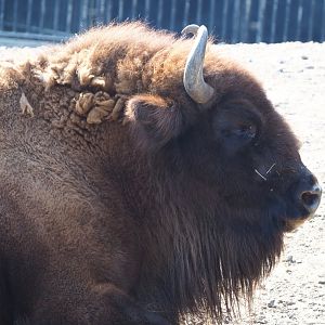 Wisent (Bison bonasus), 2020-09-16