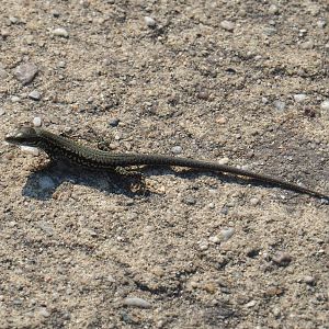 Wild common wall lizard (Podarcus muralis) on walkway, 2020-09-16