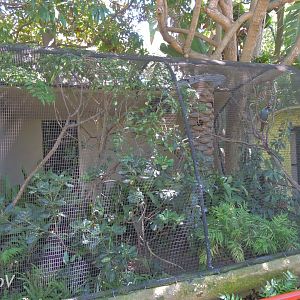 Plate-billed mountain toucan aviary - Discovery Outpost [2015]