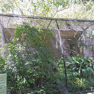 Guianan toucanet - Discovery Outpost [2015]