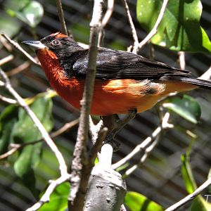 Crimson-breasted finch - Discovery Outpost [2015]