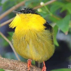 Golden-collared manakin - Discovery Outpost [2015]