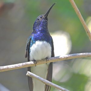 White-necked jacobin - Discovery Outpost [2015]