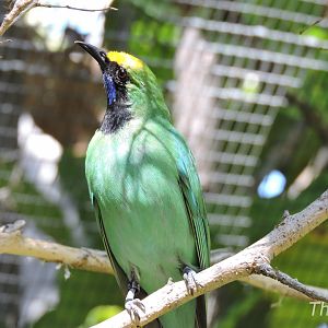 Golden-fronted leafbird - Discovery Outpost [2015]