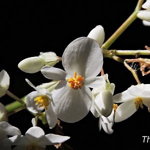 Flower - Discovery Outpost [2015]