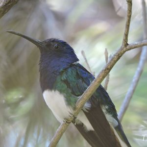 White-necked jacobin - Discovery Outpost [2015]