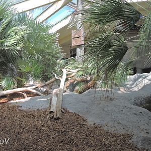 Komodo dragon - Discovery Outpost [2015]