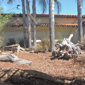 Komodo dragon - Discovery Outpost [2015]